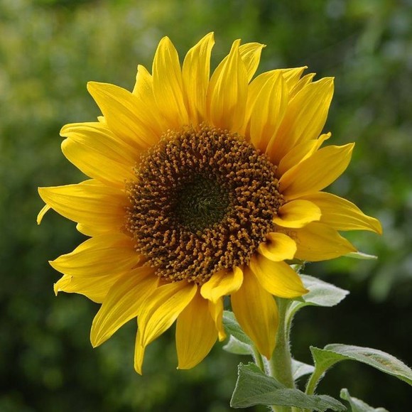 Meet your Posher, Faith - Picture 1 of 1